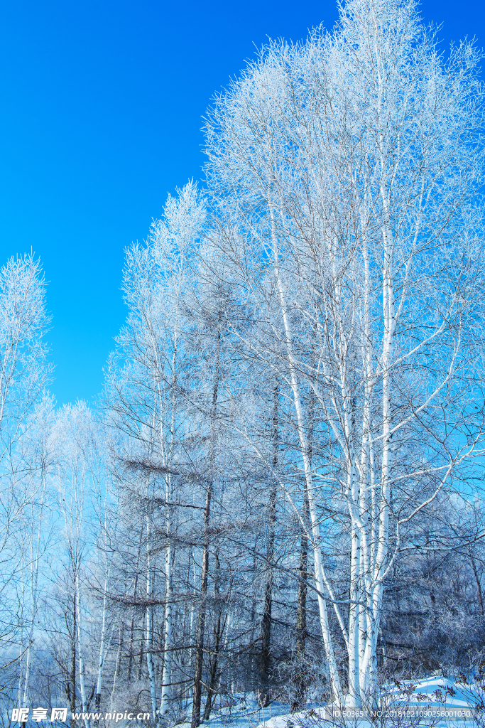 雪树