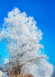 雪树