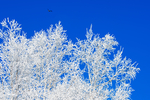 雪树