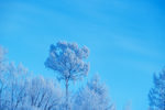 雪树