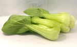 油菜