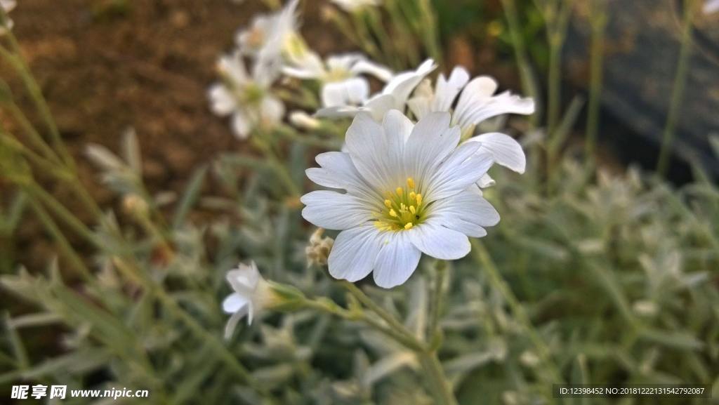 菊花