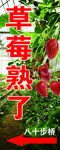草莓海报