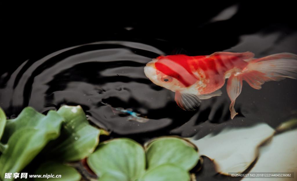 鲸鱼