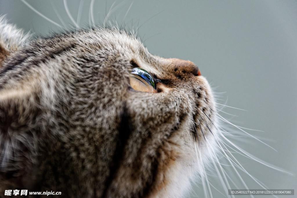 猫猫