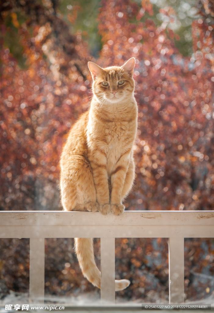 猫