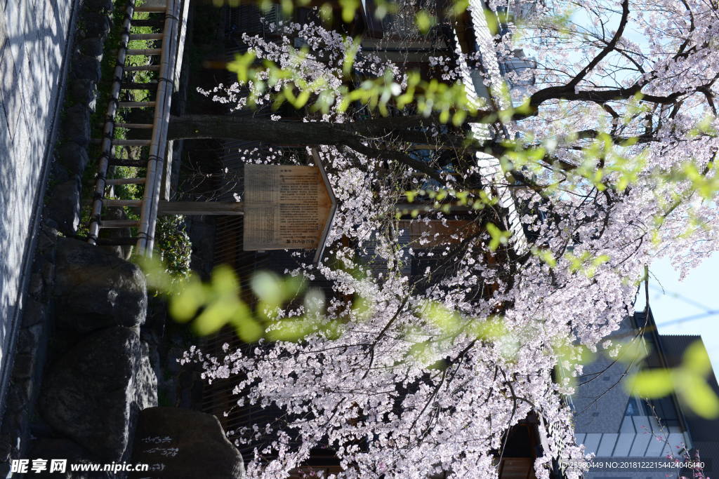 樱花
