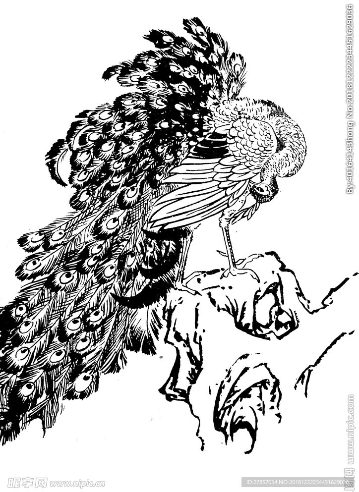 孔雀