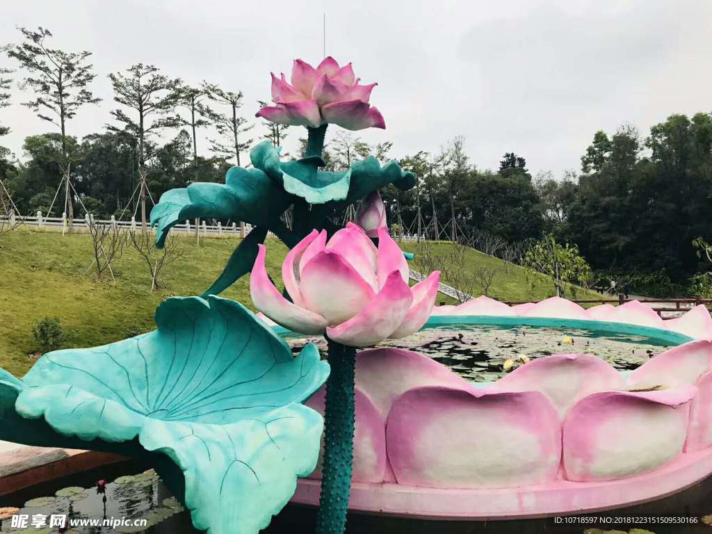 荷花