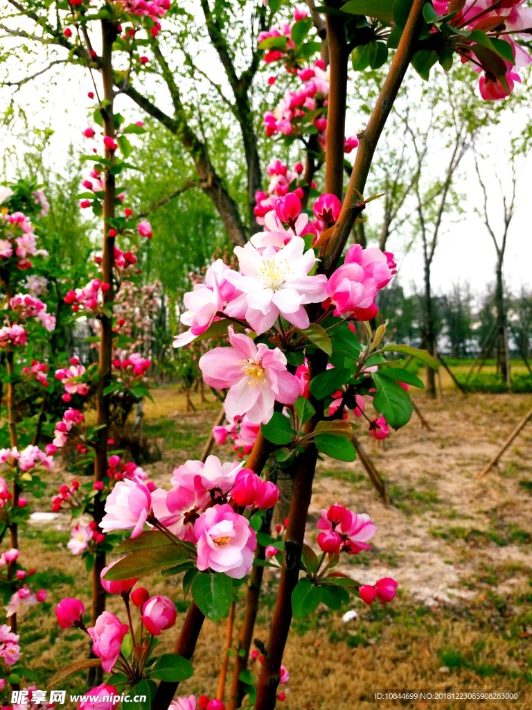 海棠花
