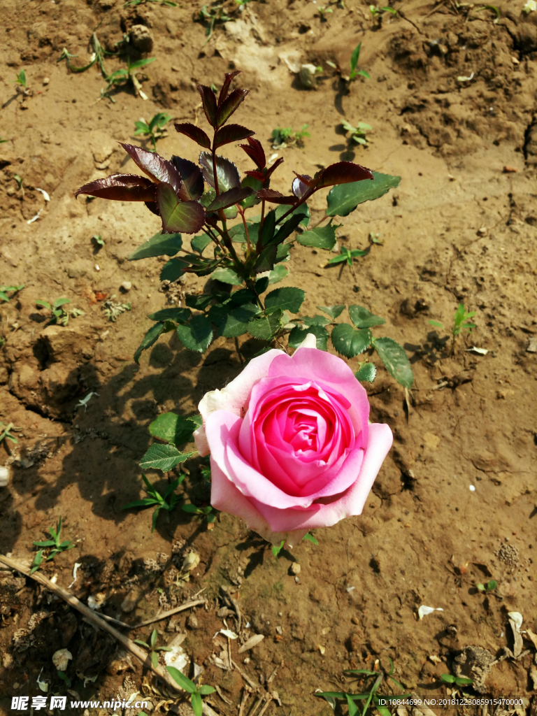 月季花