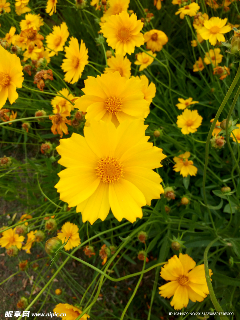 雏菊花