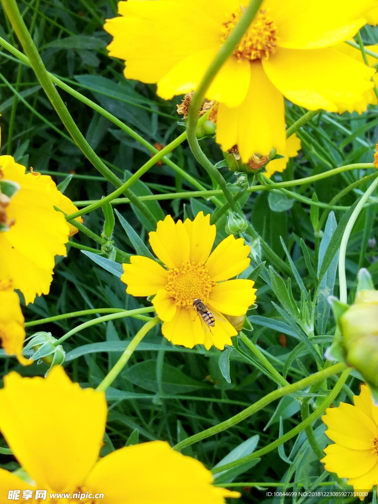雏菊