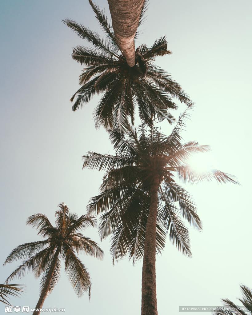 椰子树