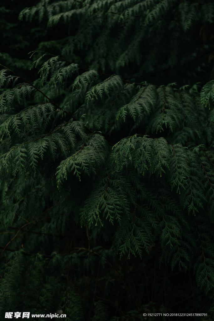 植物