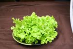 生菜