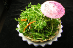 豆苗