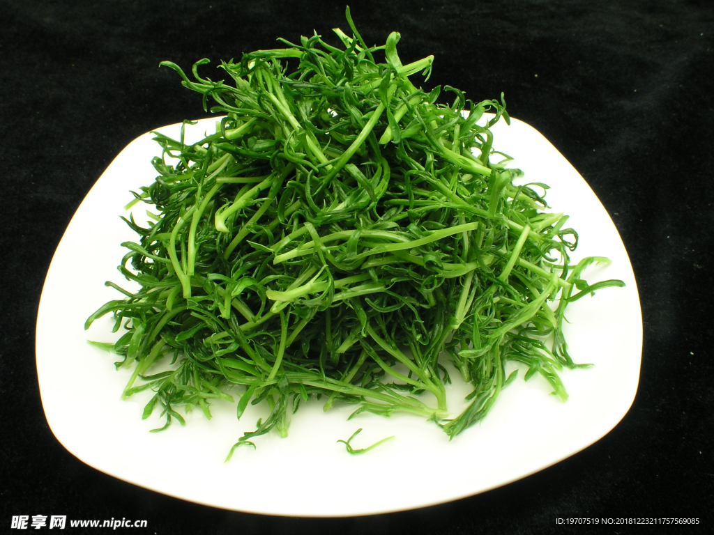 苦菊