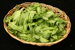 豌豆芽