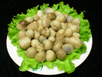 草菇