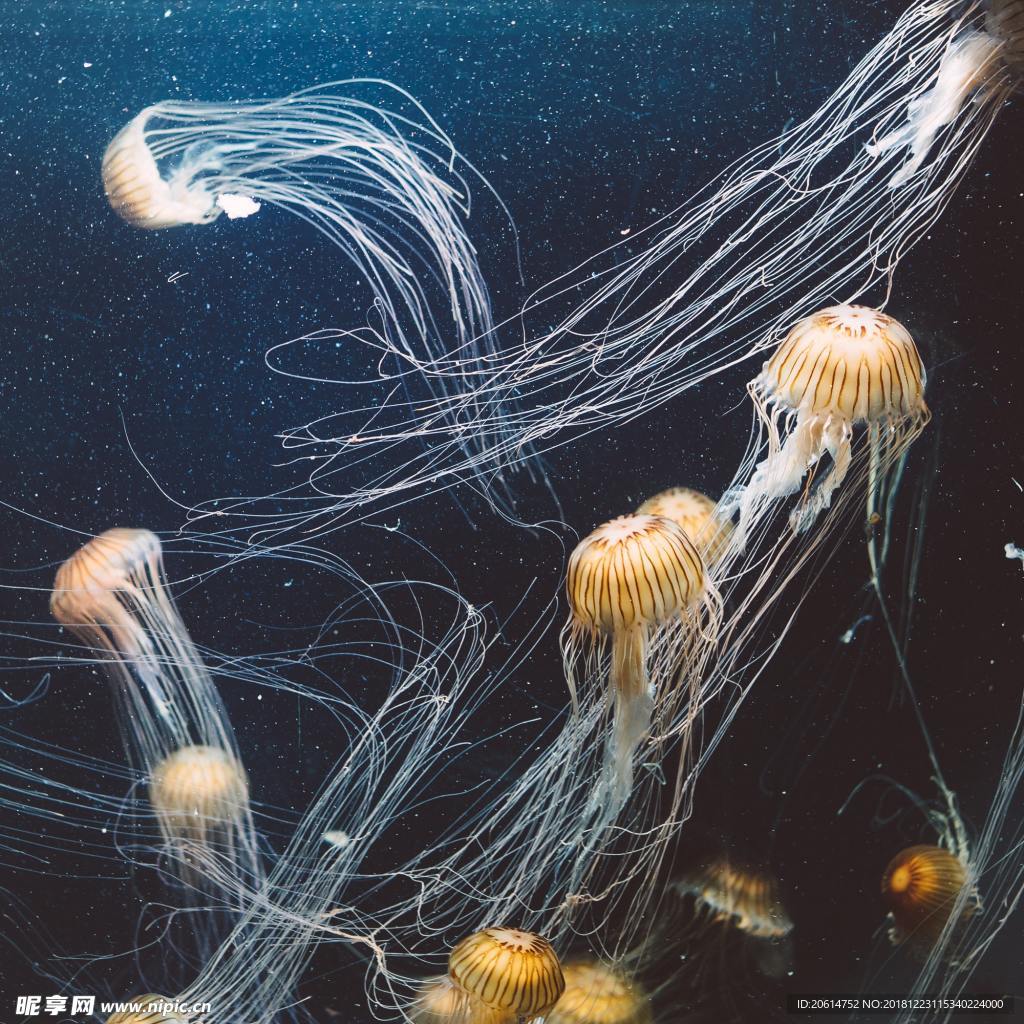 海底水母