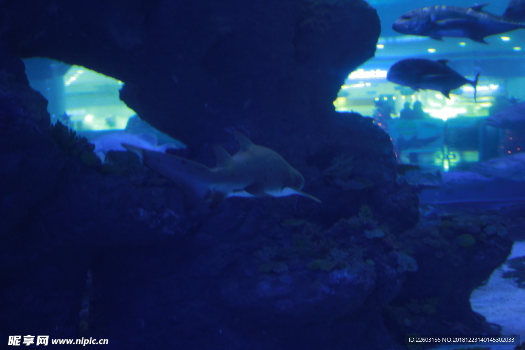 高清鲨鱼海洋动物摄影图