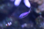 高清海洋动物摄影图