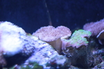 高清海洋动物珊瑚摄影图