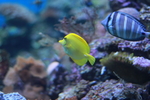 高清海洋动物摄影图