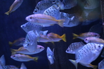 高清海洋动物摄影图