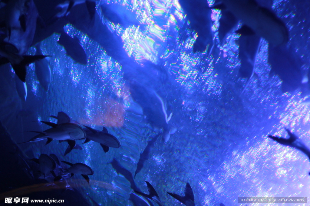 高清海洋动物摄影图鲨鱼