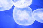 高清海洋动物摄影图
