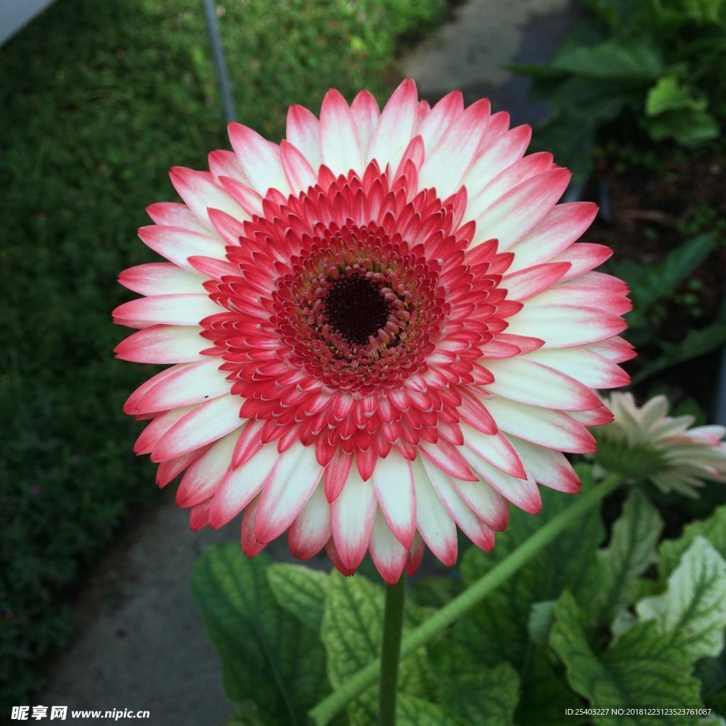 鲜花