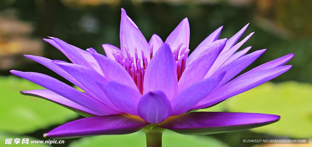 鲜花