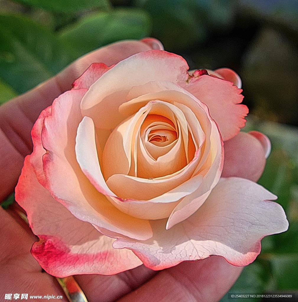鲜花