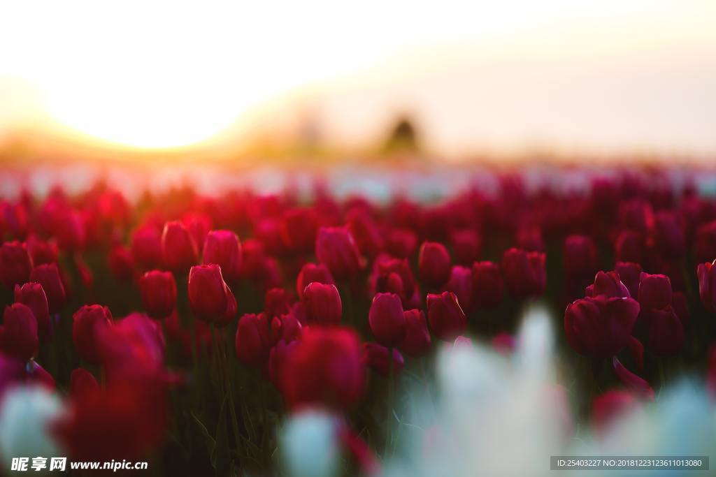鲜花