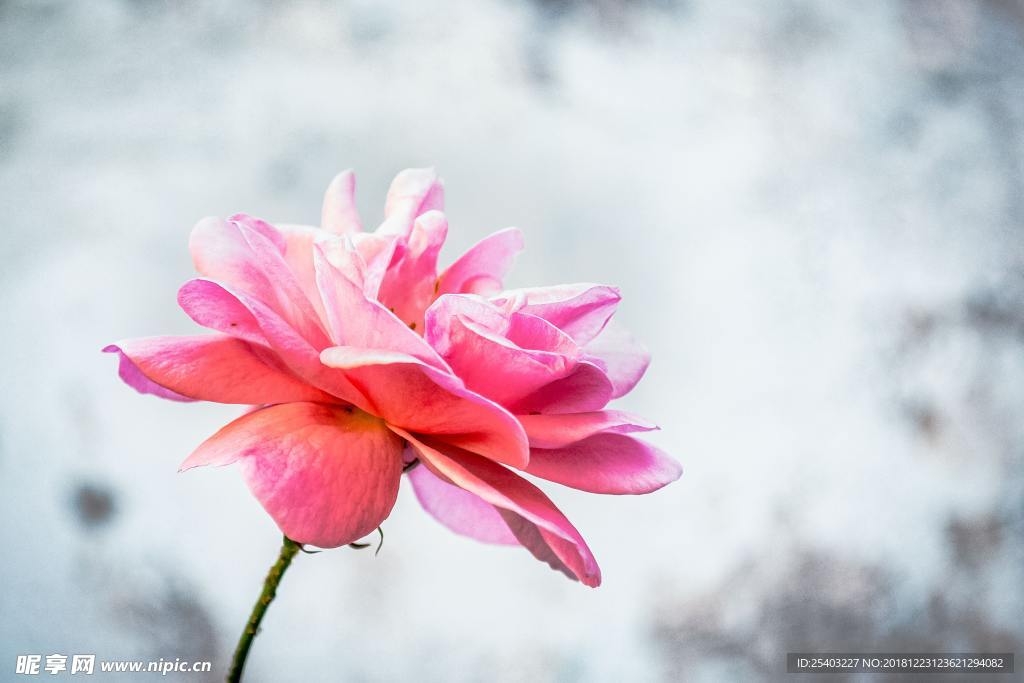 鲜花