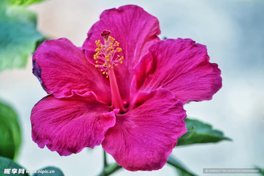 鲜花