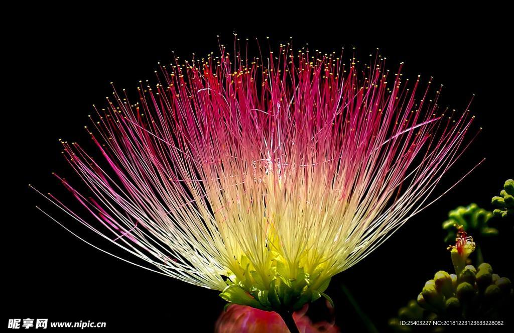 鲜花