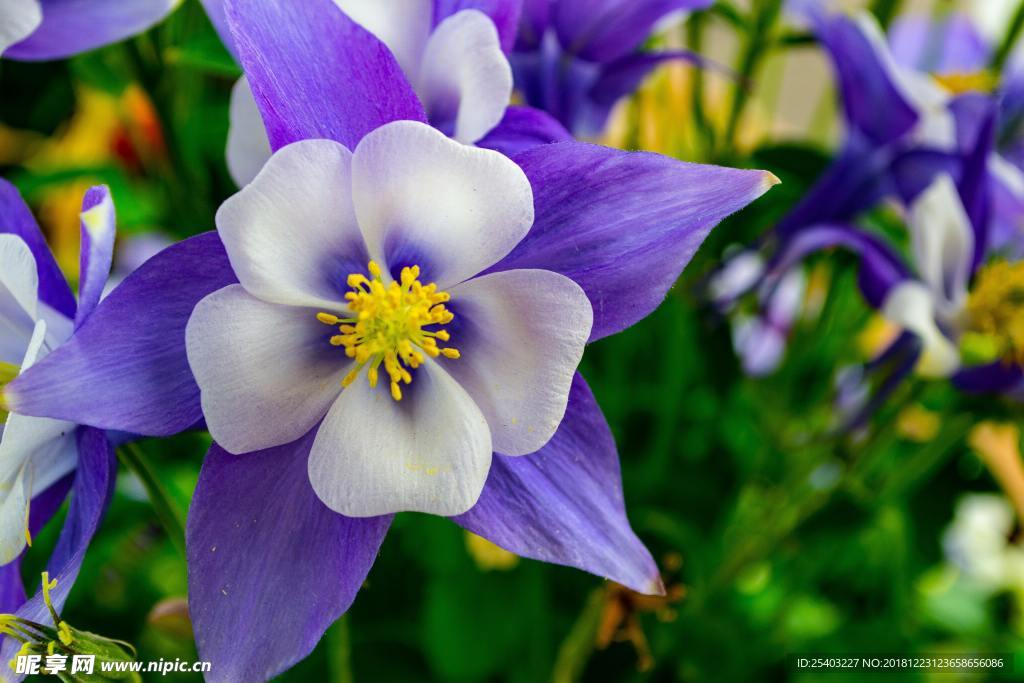 鲜花