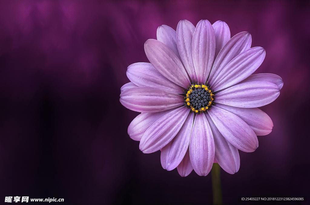 鲜花