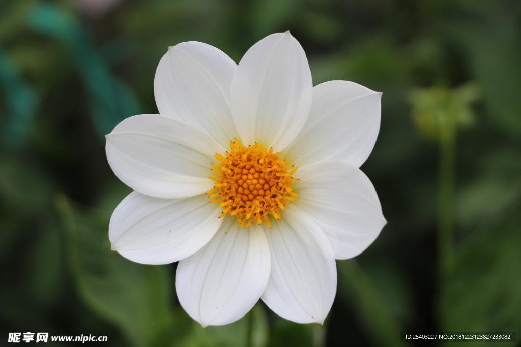 鲜花