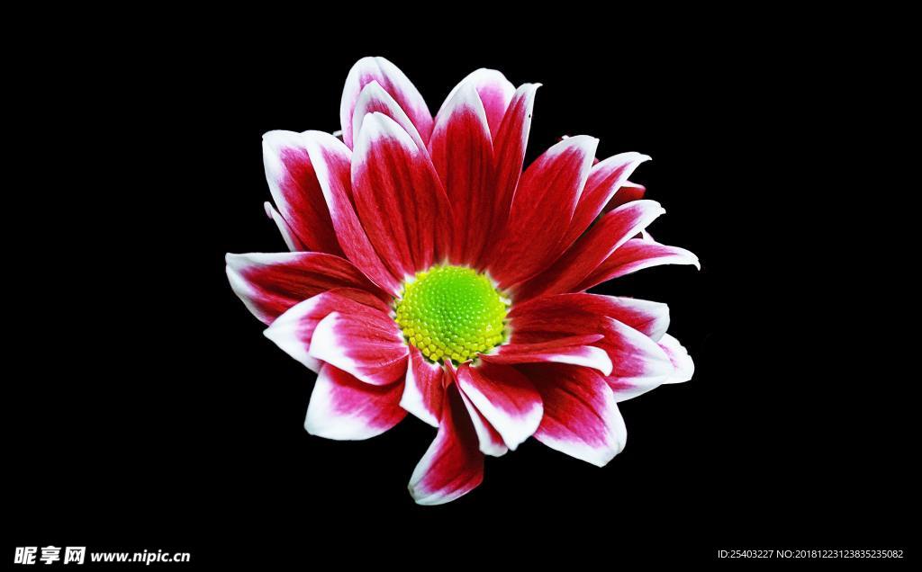 鲜花