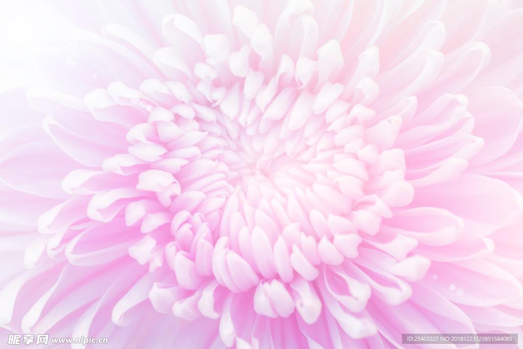 花瓣