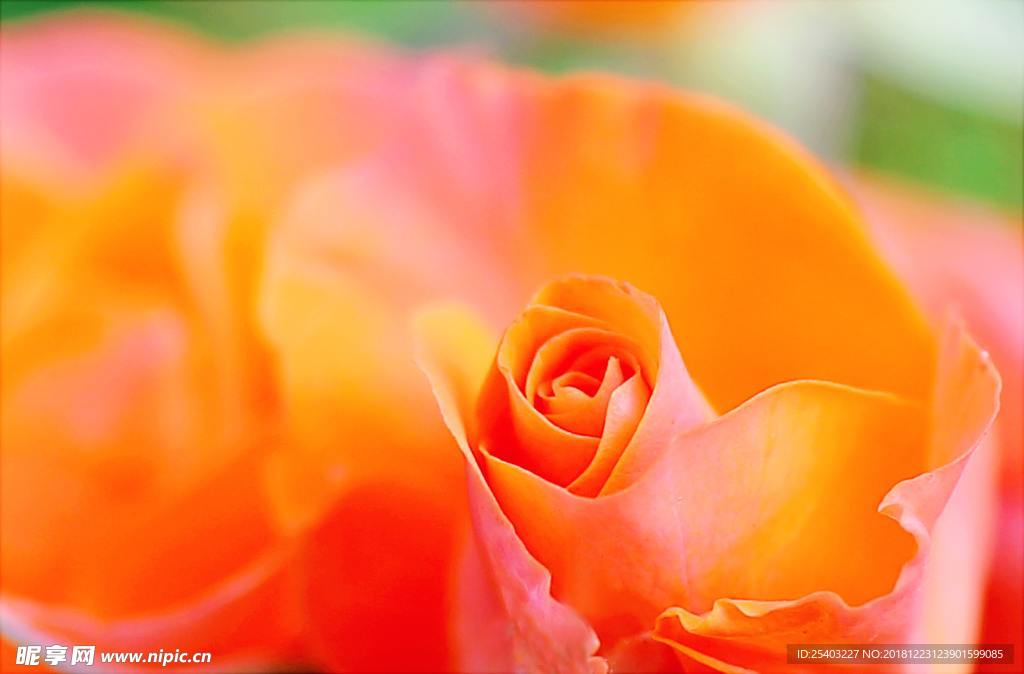 鲜花