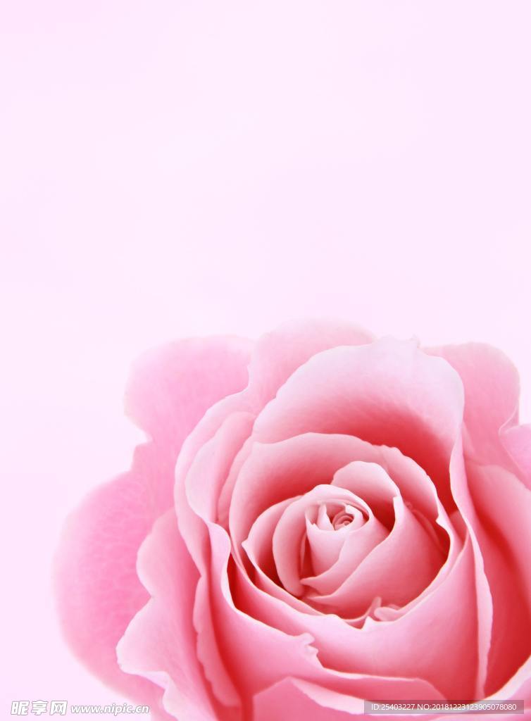 鲜花