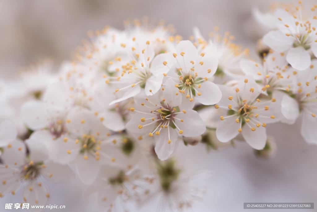 鲜花