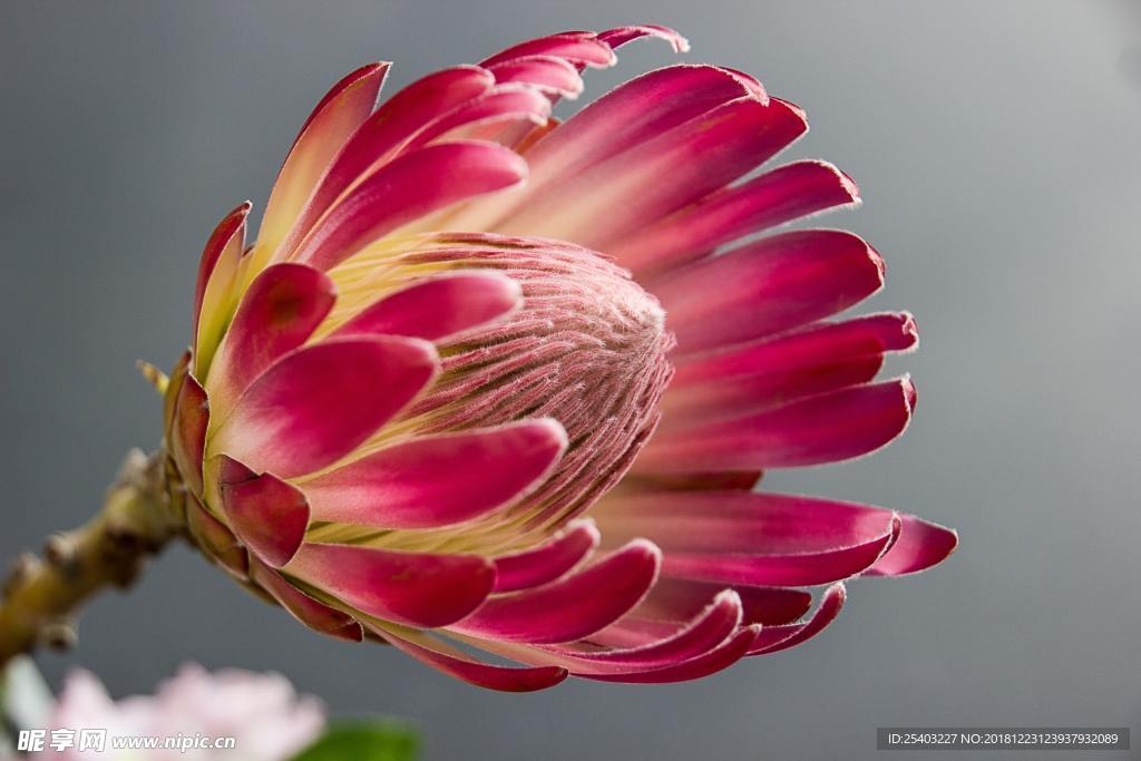 鲜花