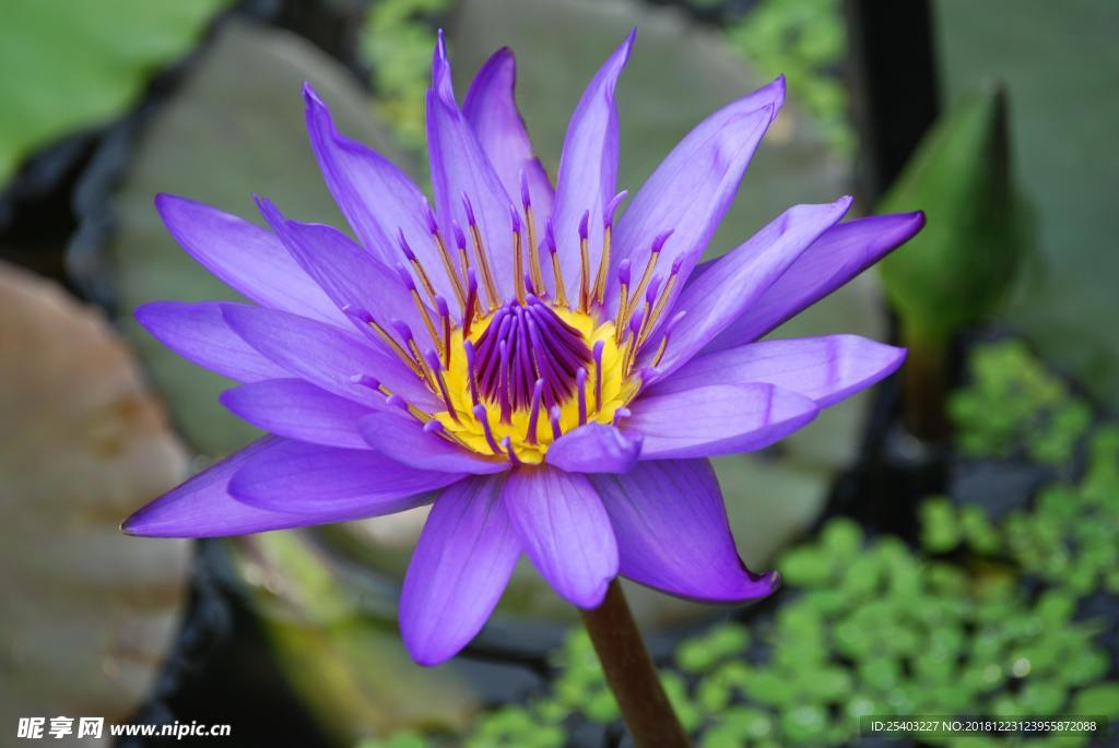 鲜花