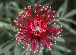 鲜花